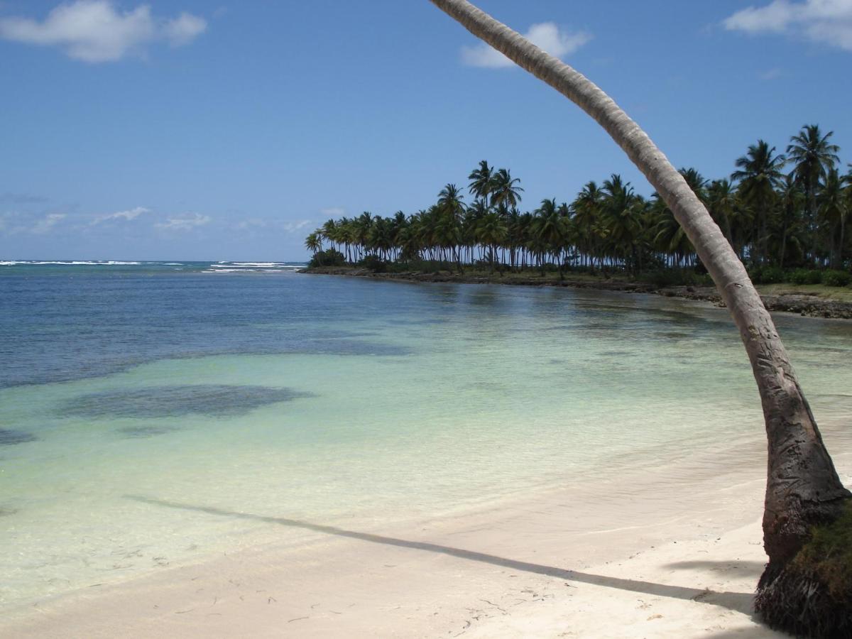 Palm-Covered House In The Tropical -Casa Oli Las Galeras Exteriör bild