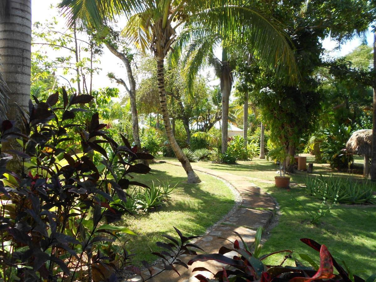 Palm-Covered House In The Tropical -Casa Oli Las Galeras Exteriör bild